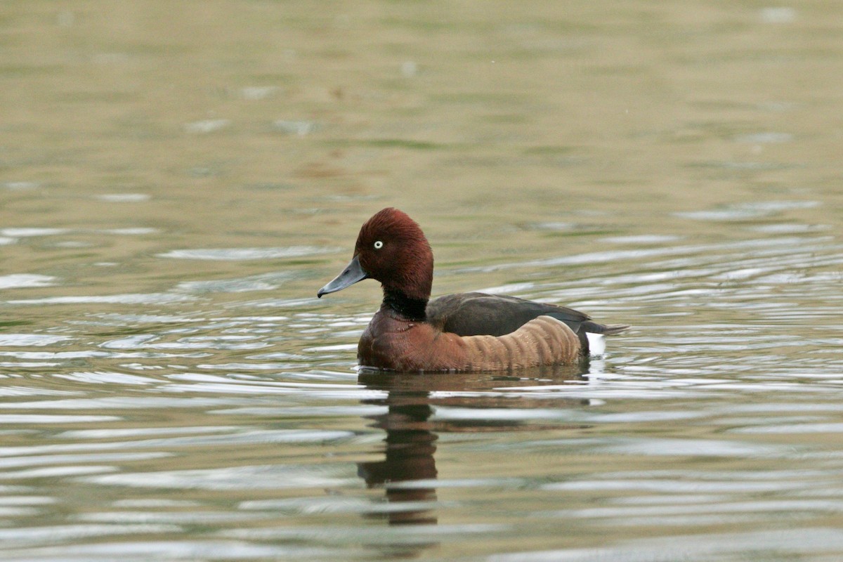 Ferruginous Duck - ML157721851