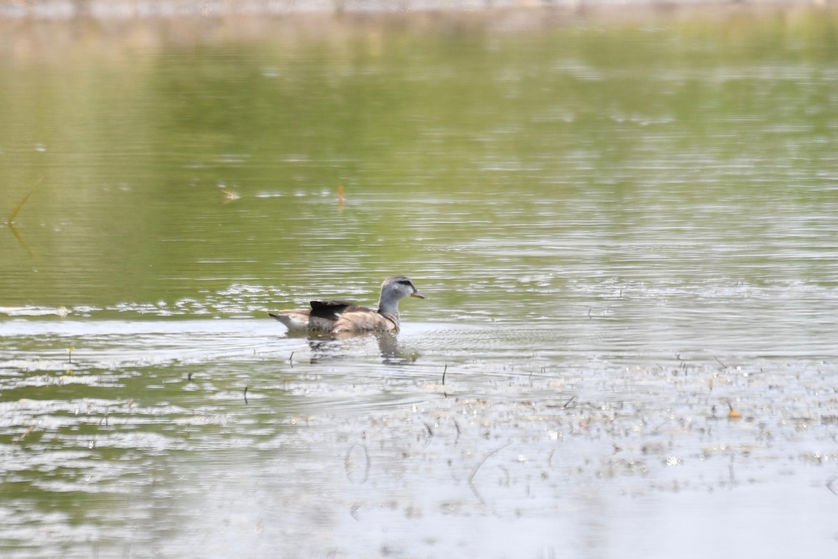 Cotton Pygmy-Goose - ML157721901