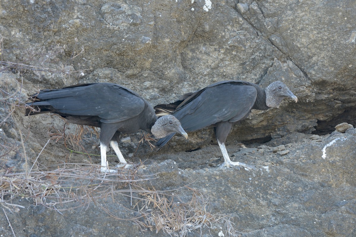 Black Vulture - Tim Bandfield