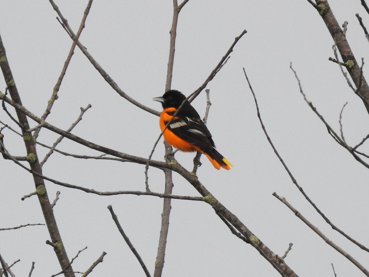 Baltimore Oriole - ML157727721