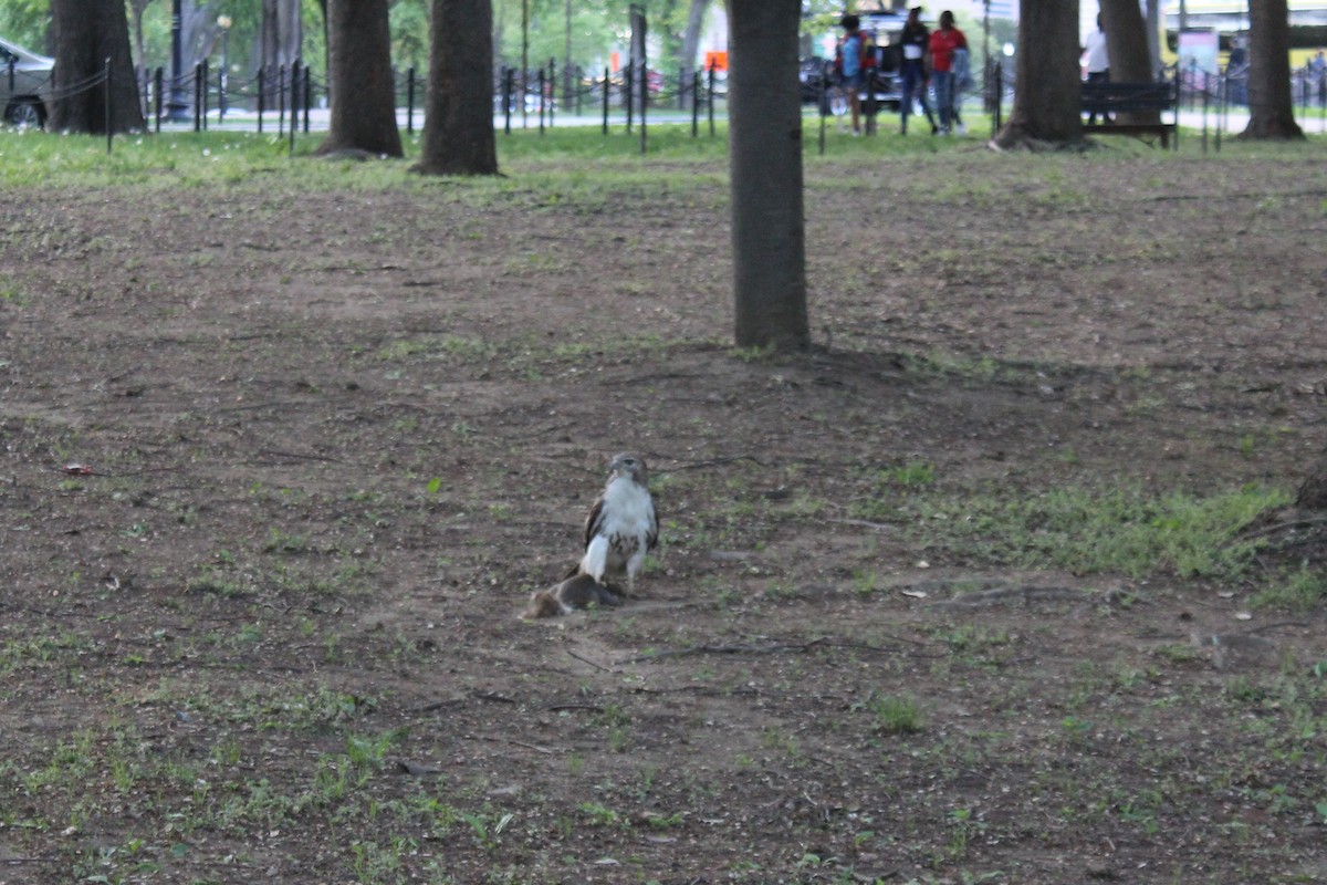 Red-tailed Hawk - ML157728671