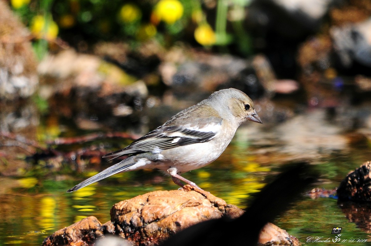 Common Chaffinch - Carl  Hawker