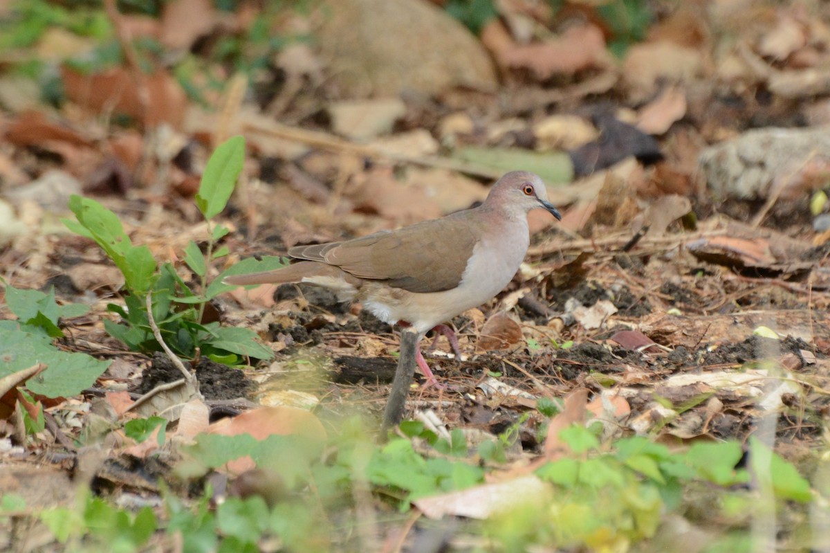 White-tipped Dove - Tim Bandfield