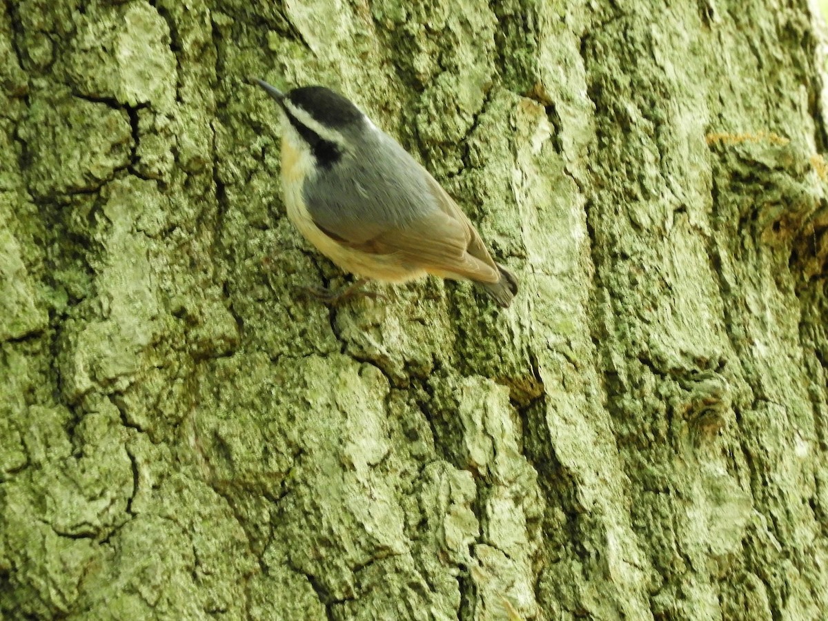 Red-breasted Nuthatch - ML157734471