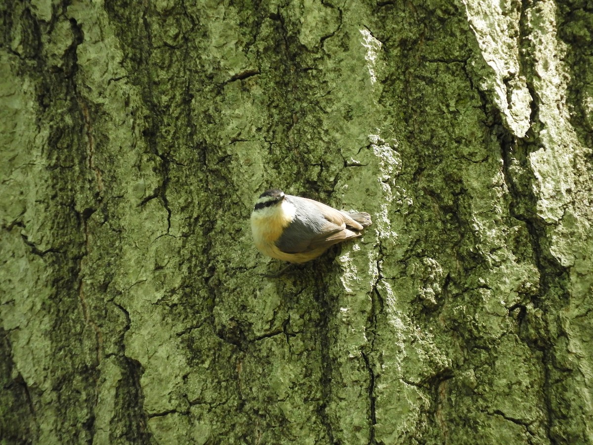 Red-breasted Nuthatch - ML157734481