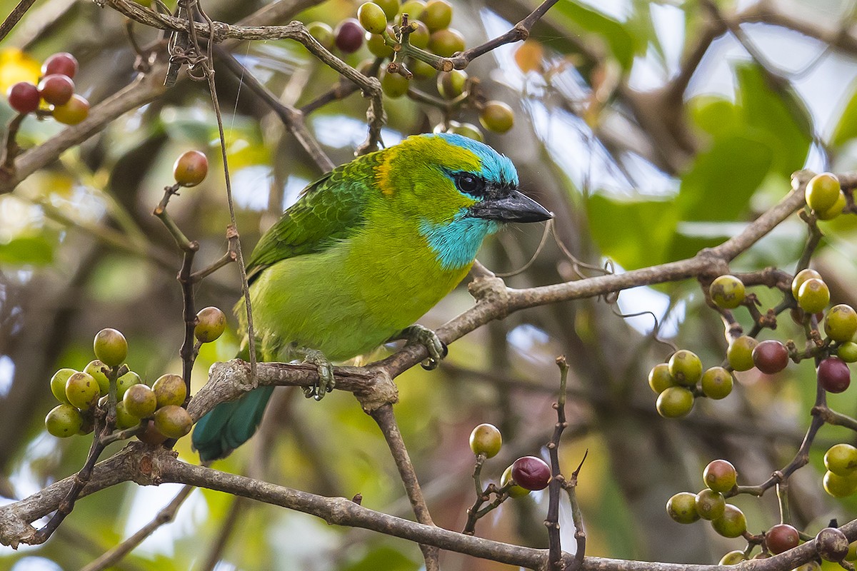 Golden-naped Barbet - ML157734651