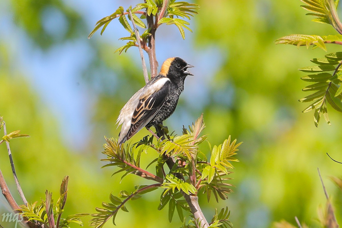 bobolink americký - ML157735581