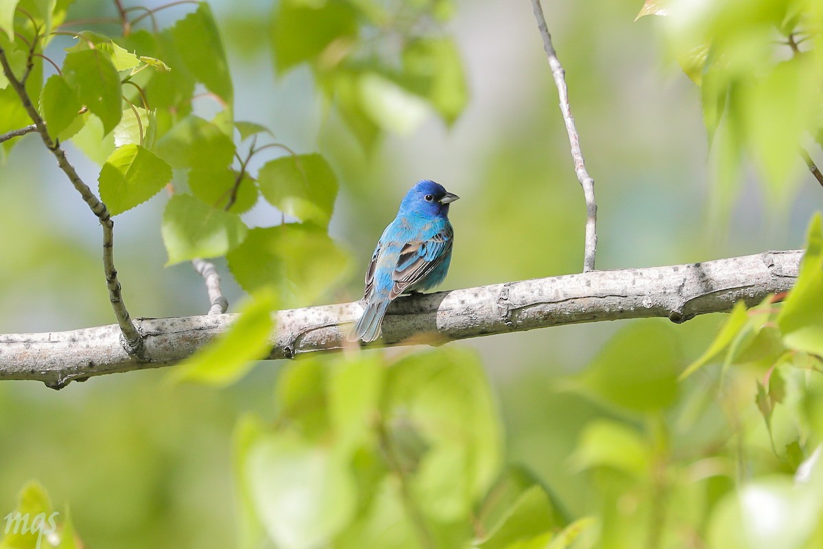 Indigo Bunting - ML157735701