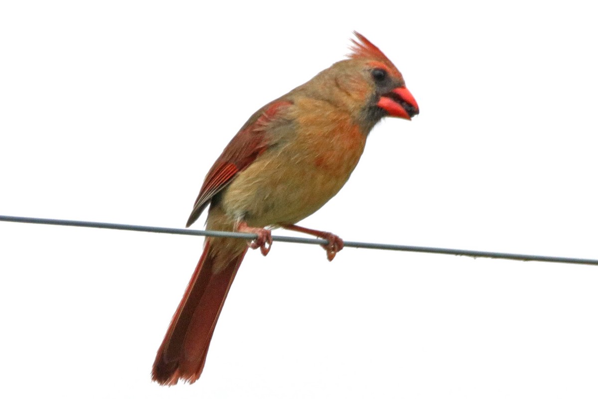 Northern Cardinal - ML157737091