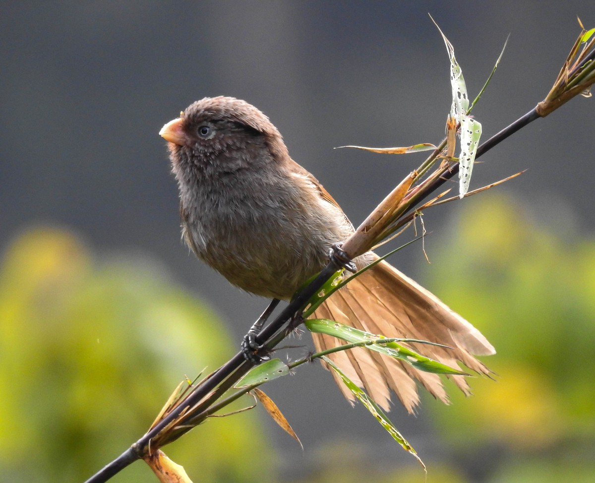 Brown Parrotbill - Sahana M