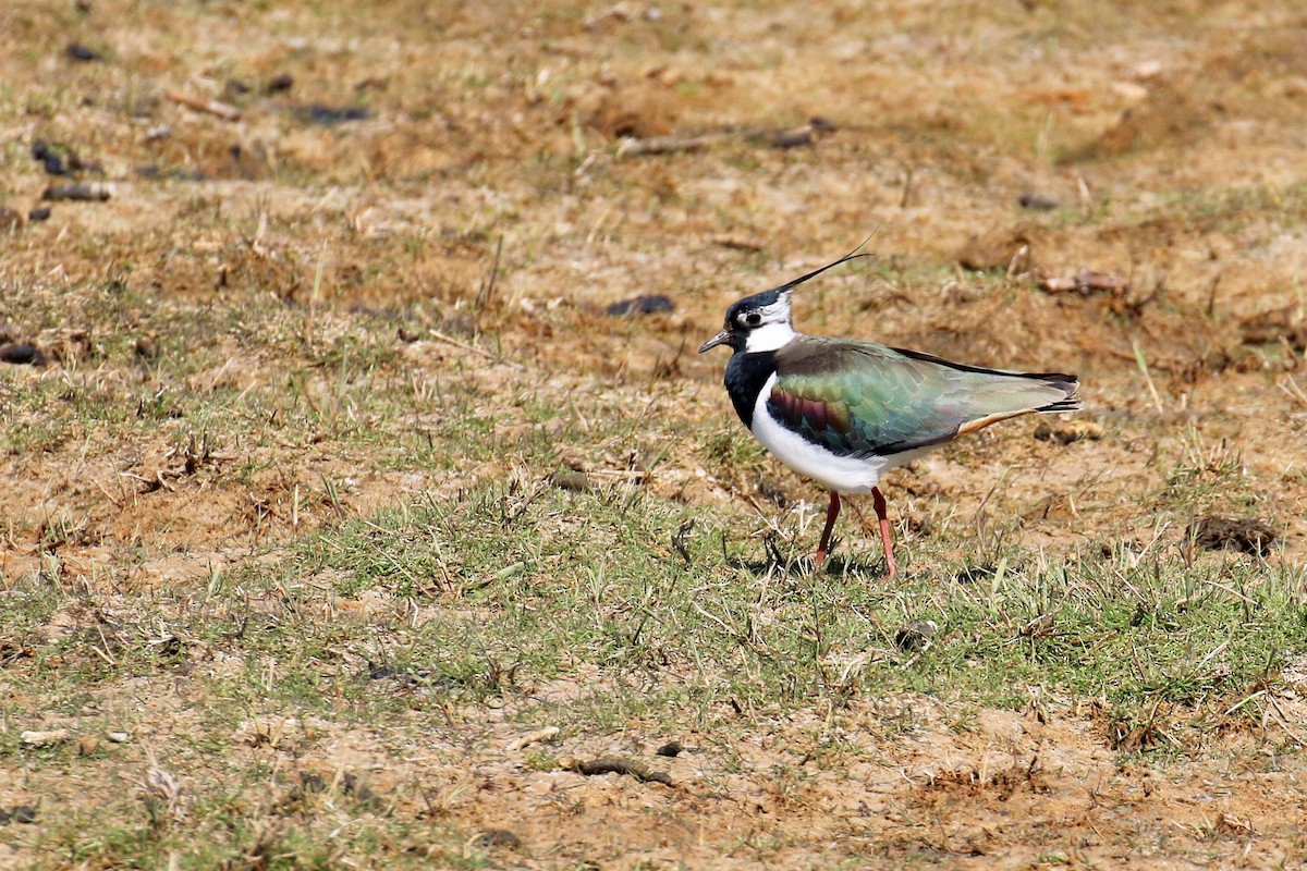 Northern Lapwing - ML157740301