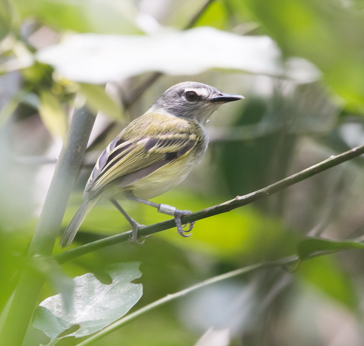 Slate-headed Tody-Flycatcher - ML157741971