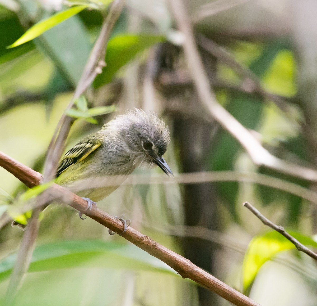 Slate-headed Tody-Flycatcher - ML157742011