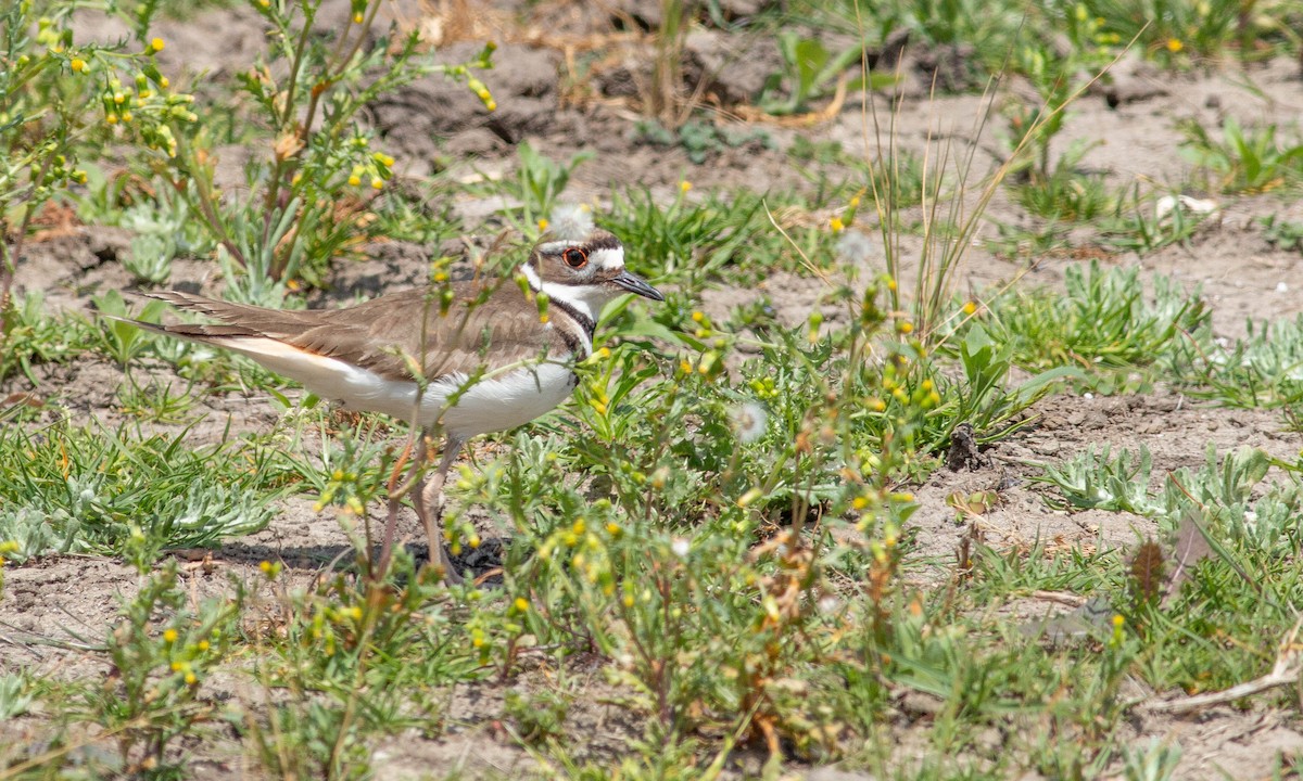 Killdeer - ML157742641