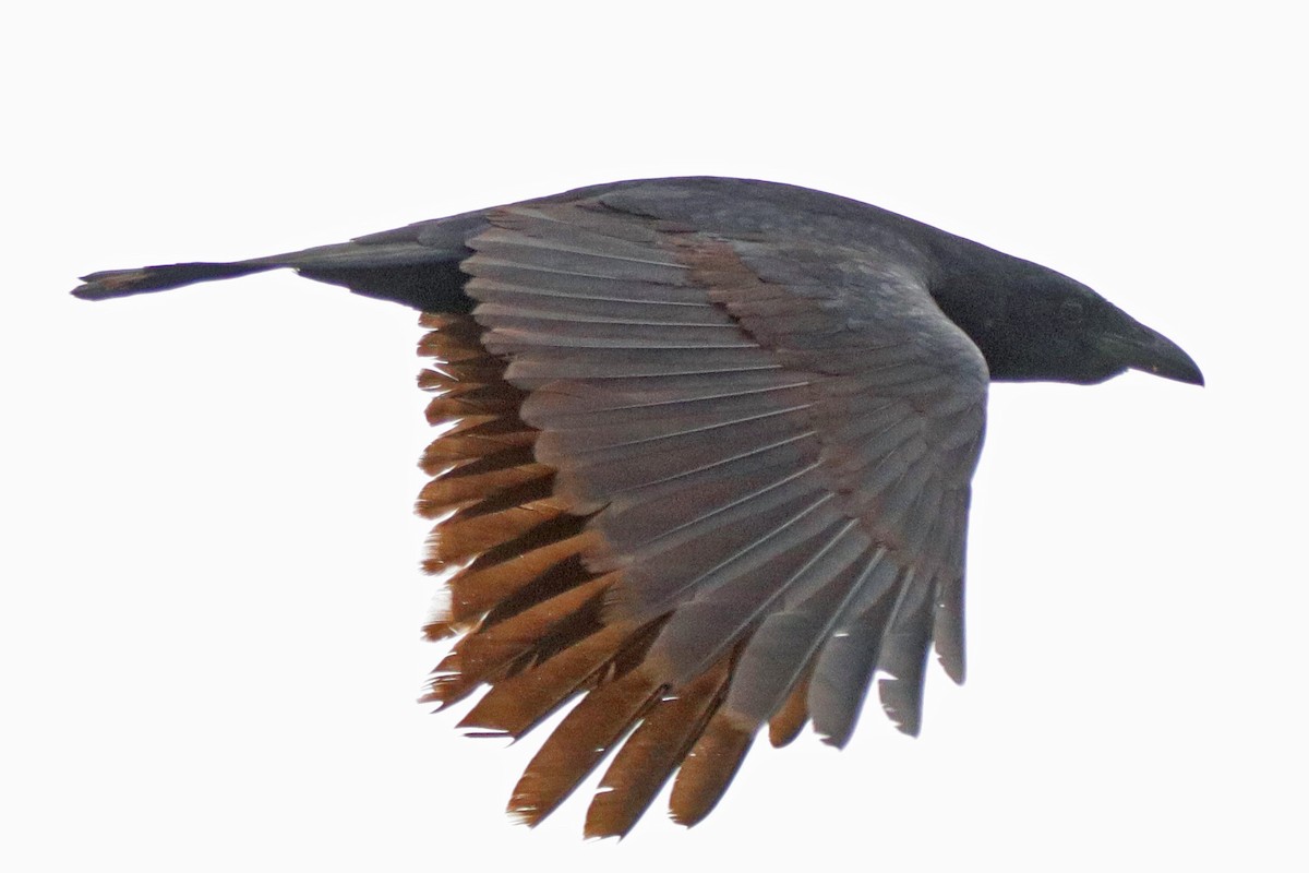 American Crow - ML157742811