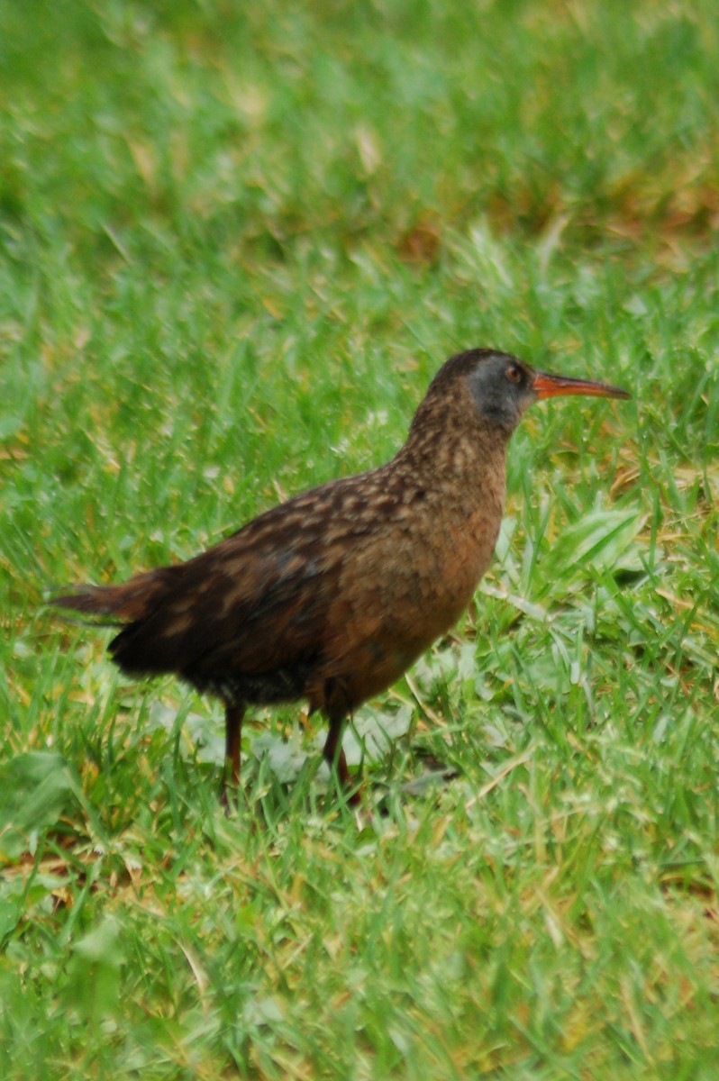 Virginia Rail - Jean-Serge Vincent