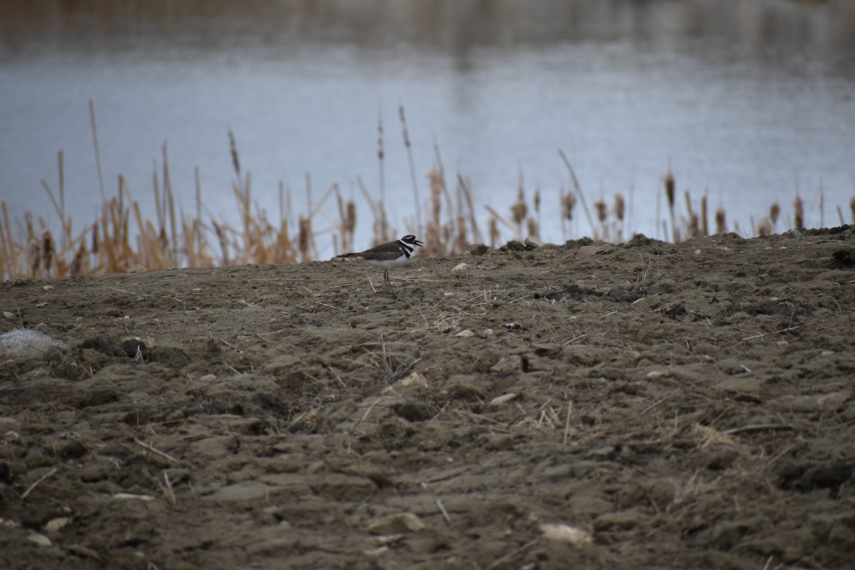 Killdeer - Ben Elwood