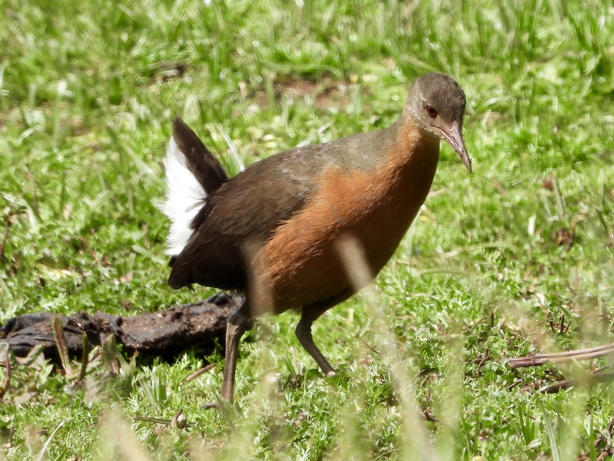 Пастушок ефіопський - ML157745411