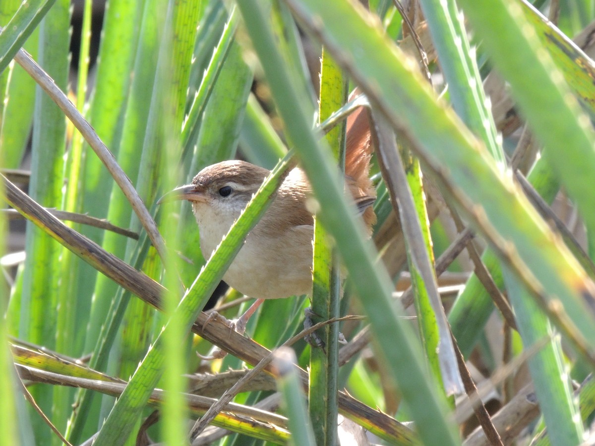 Curve-billed Reedhaunter - Gonzalo Diaz