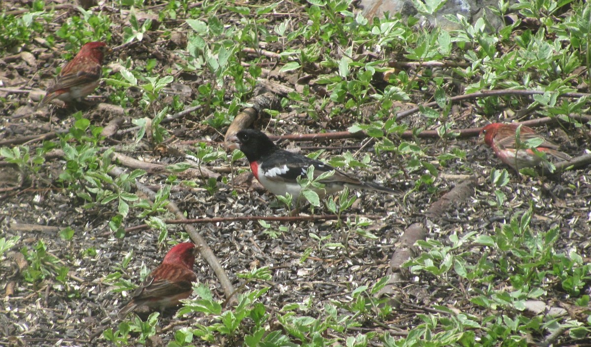 Rose-breasted Grosbeak - Tressie Dutchyn