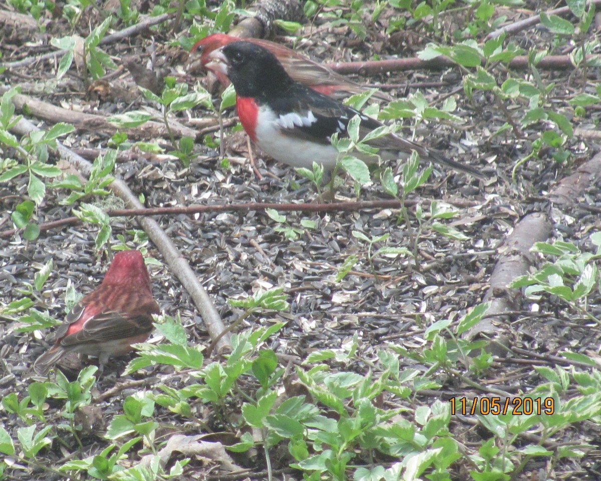 Rose-breasted Grosbeak - ML157748341