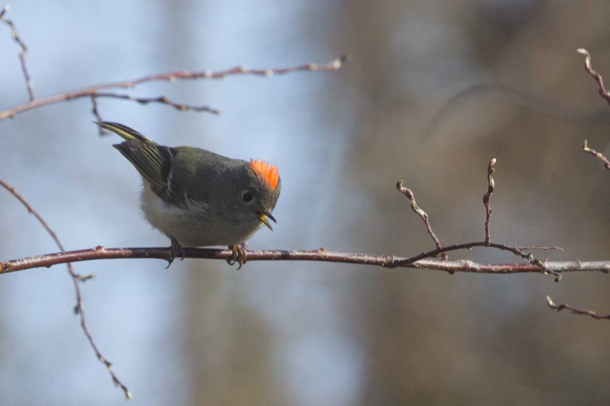 Ruby-crowned Kinglet - ML157748581