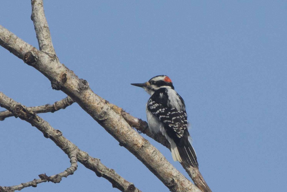 Hairy Woodpecker - ML157748771