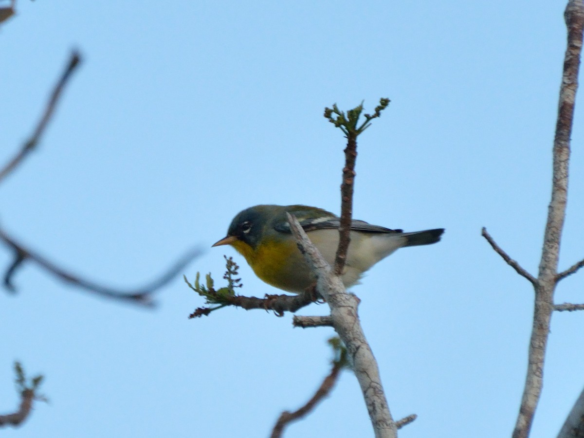 Northern Parula - ML157748871