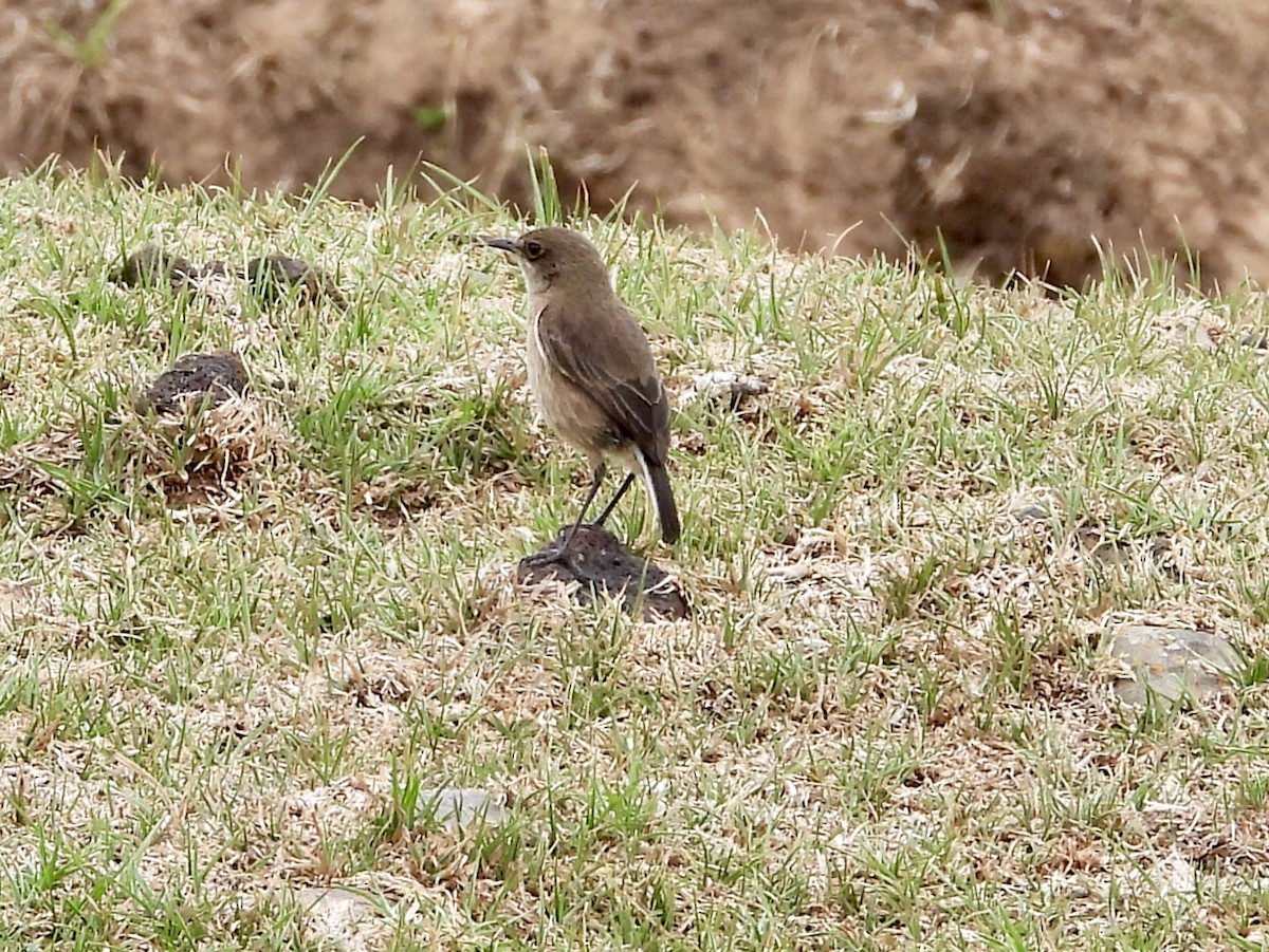 Moorland Chat (Abyssinian) - ML157748951