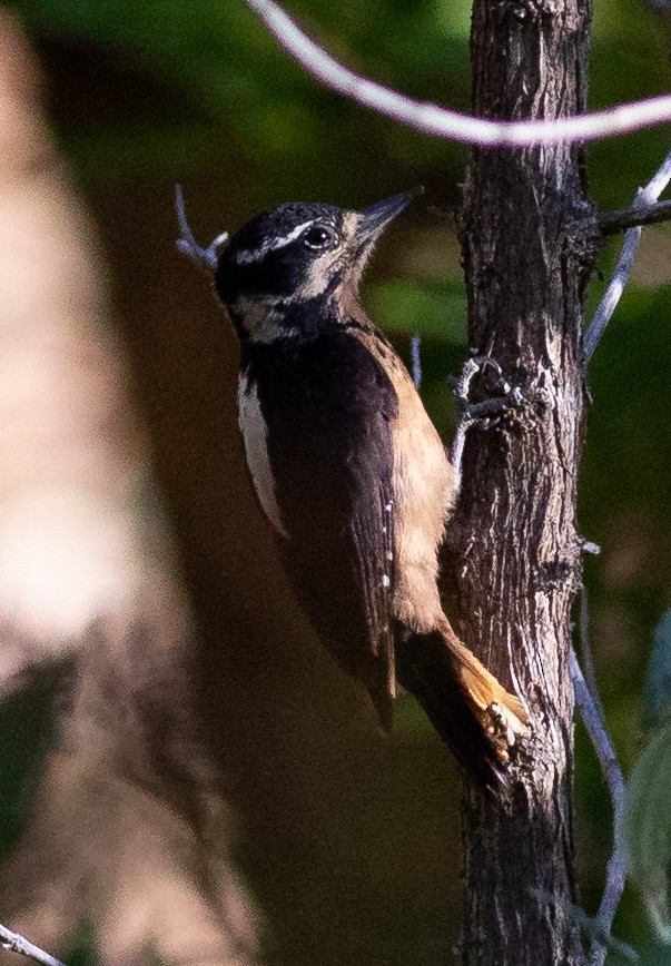Hairy Woodpecker - ML157749681