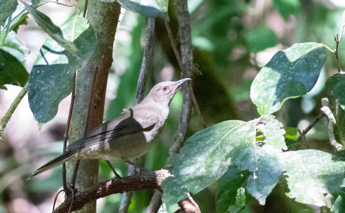 Mountain Thrush - ML157749811