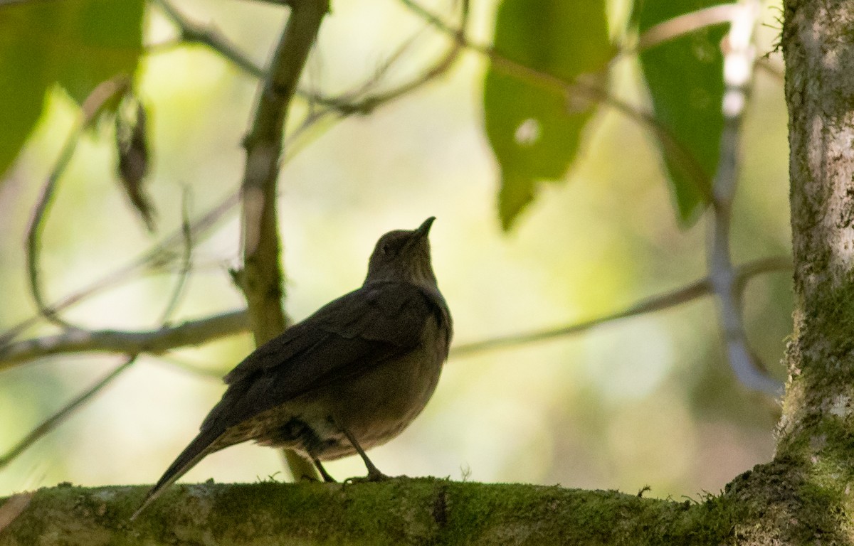 Mountain Thrush - ML157749821