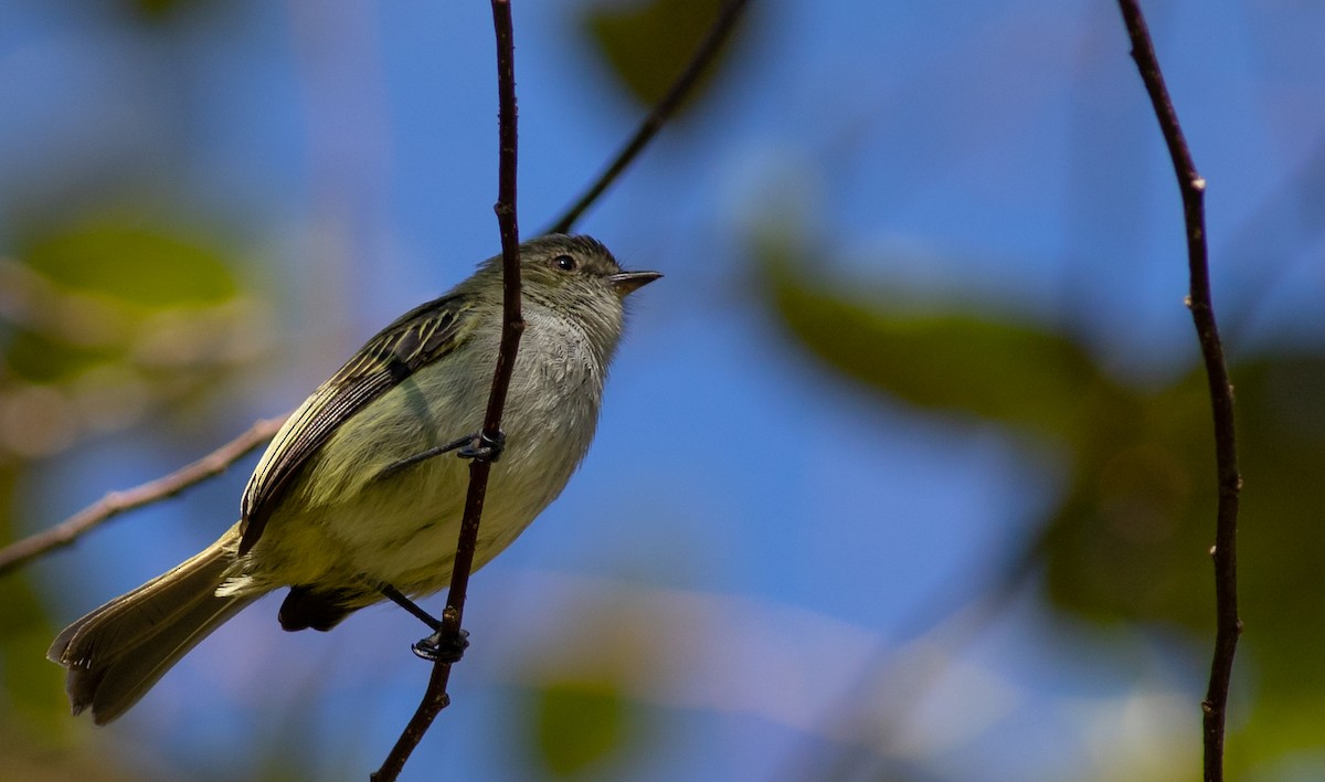 Mistletoe Tyrannulet - ML157750001