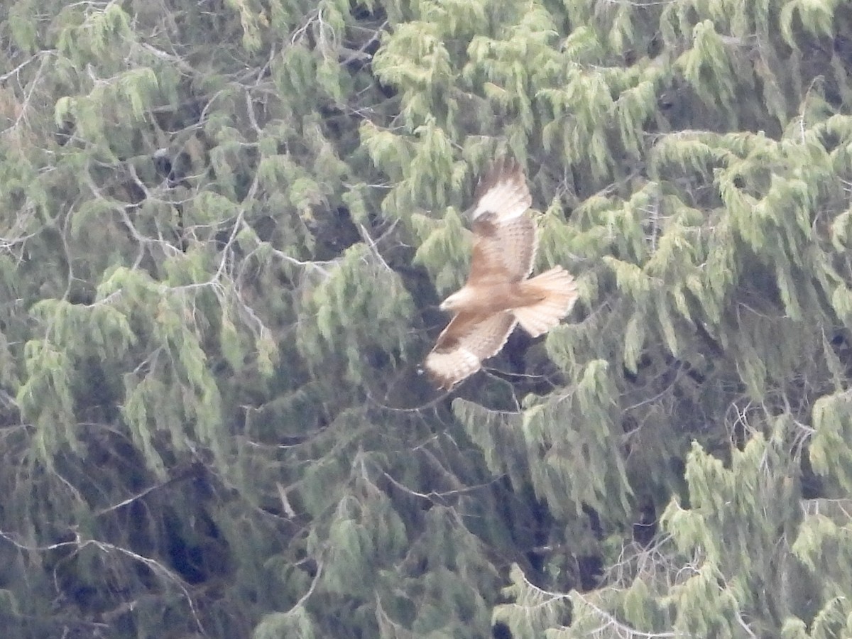 Long-legged Buzzard (Northern) - ML157750511