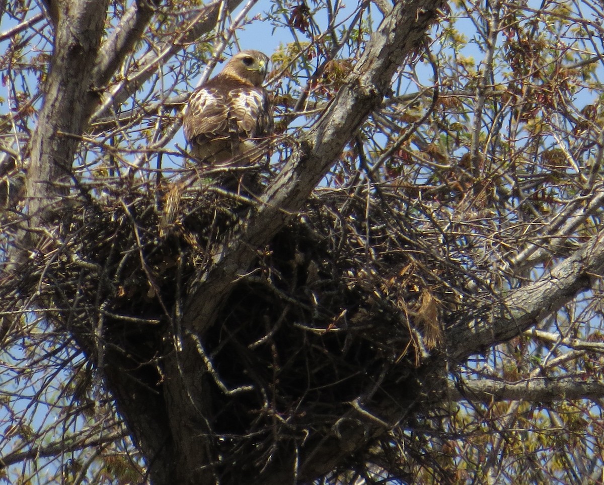 Rotschwanzbussard - ML157751291