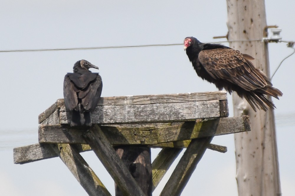 Black Vulture - josh Ketry