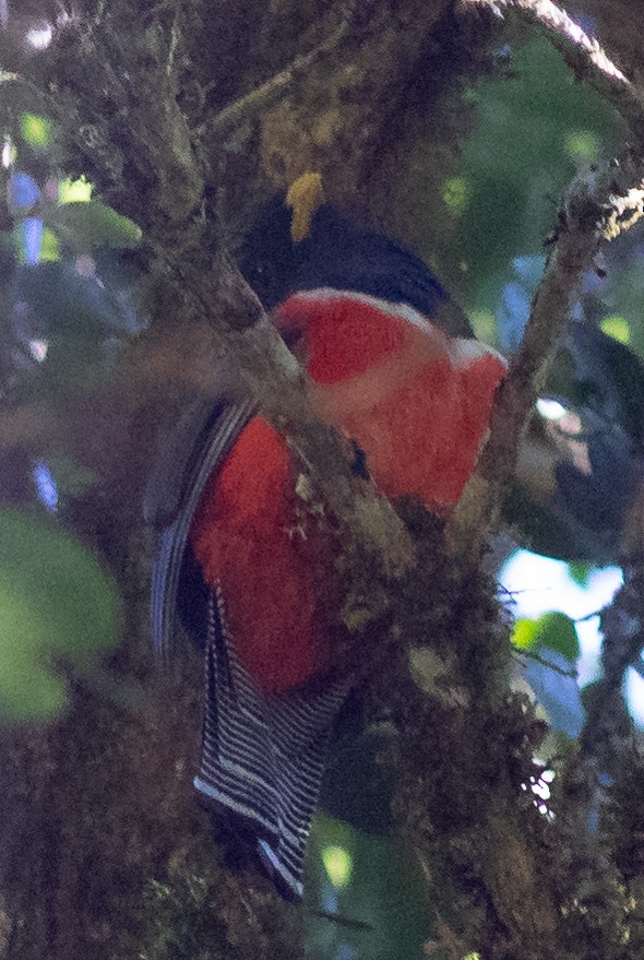 Collared Trogon - Oliver Burton