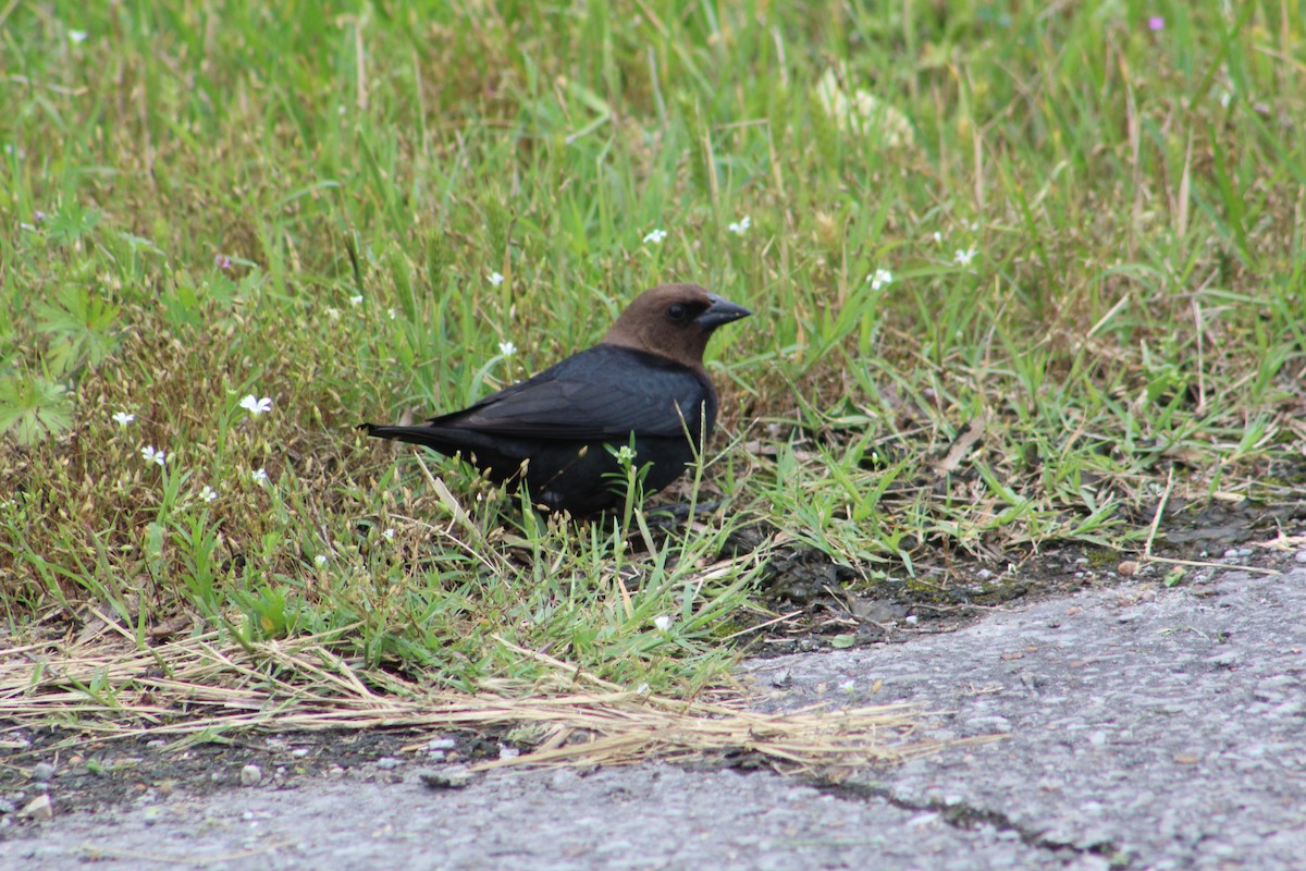 Brown-headed Cowbird - ML157757101