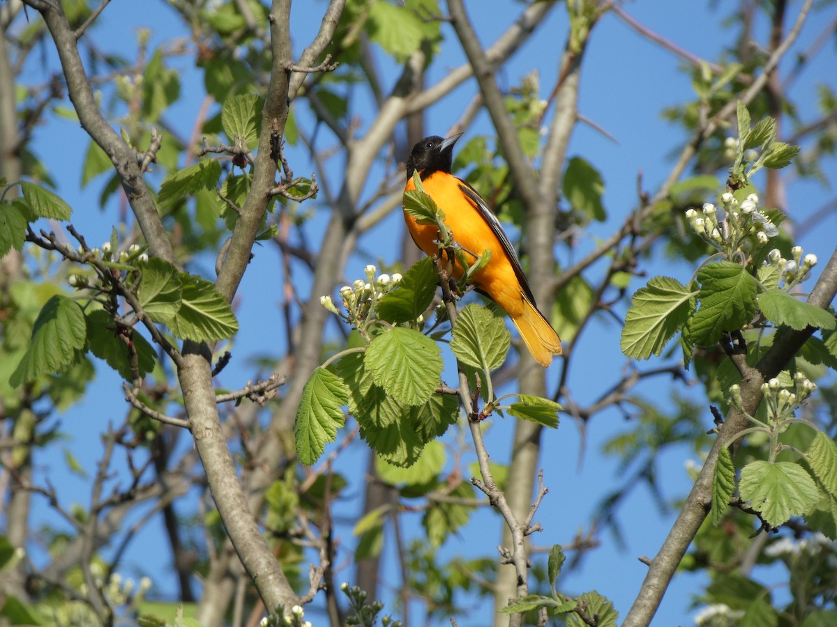 Baltimore Oriole - Penguin Iceberg