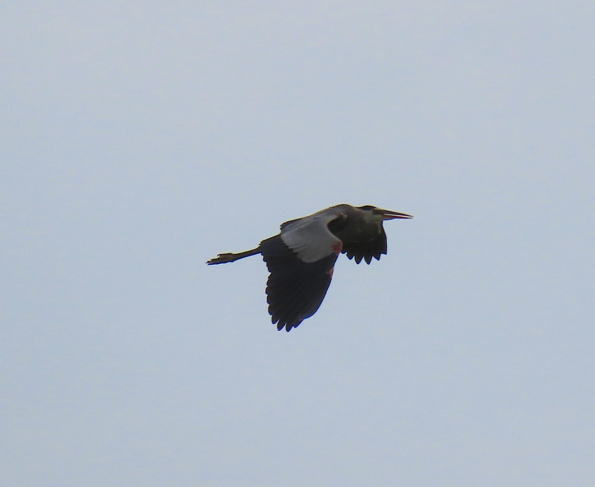 Great Blue Heron - ML157758491