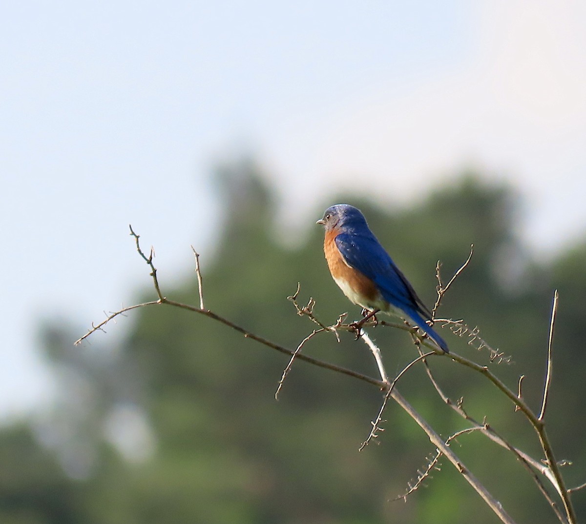 Eastern Bluebird - ML157758671