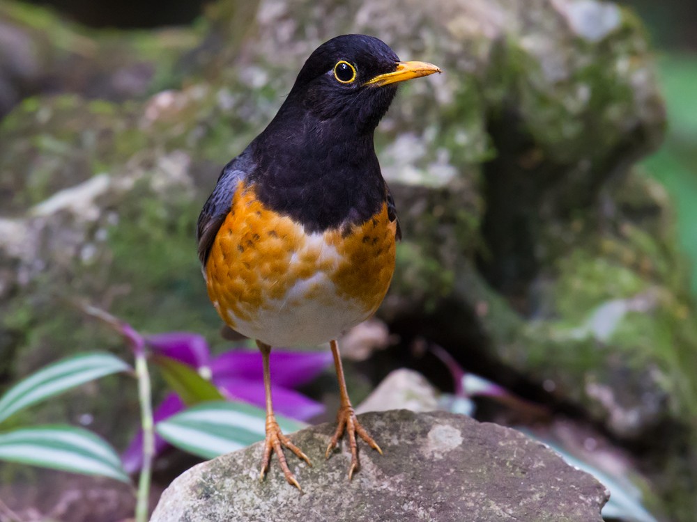 Black-breasted Thrush - ML157758751