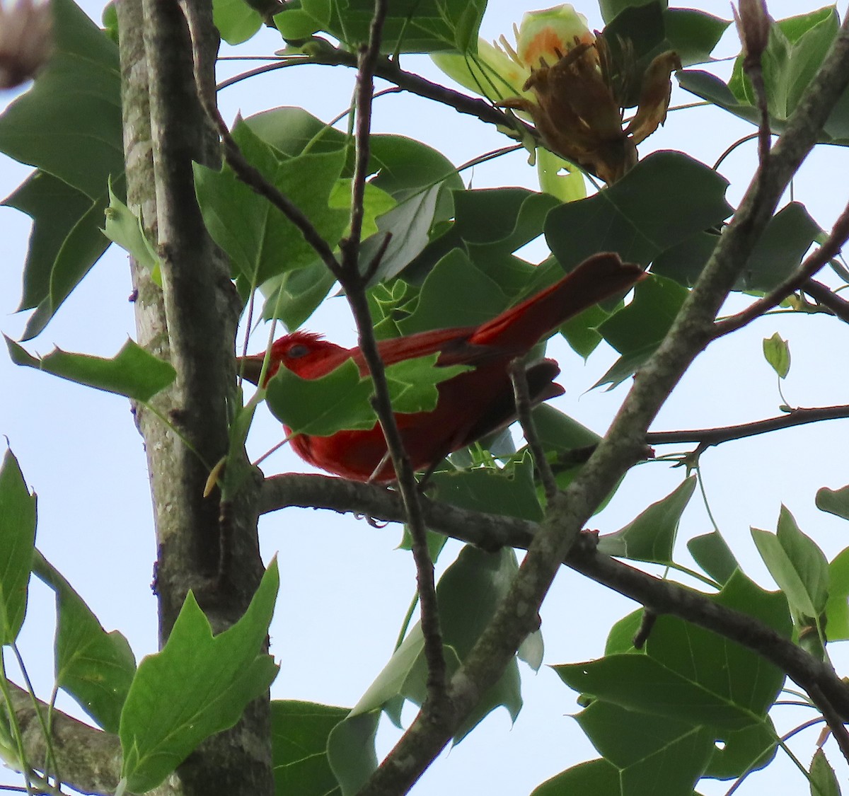 Summer Tanager - ML157758781