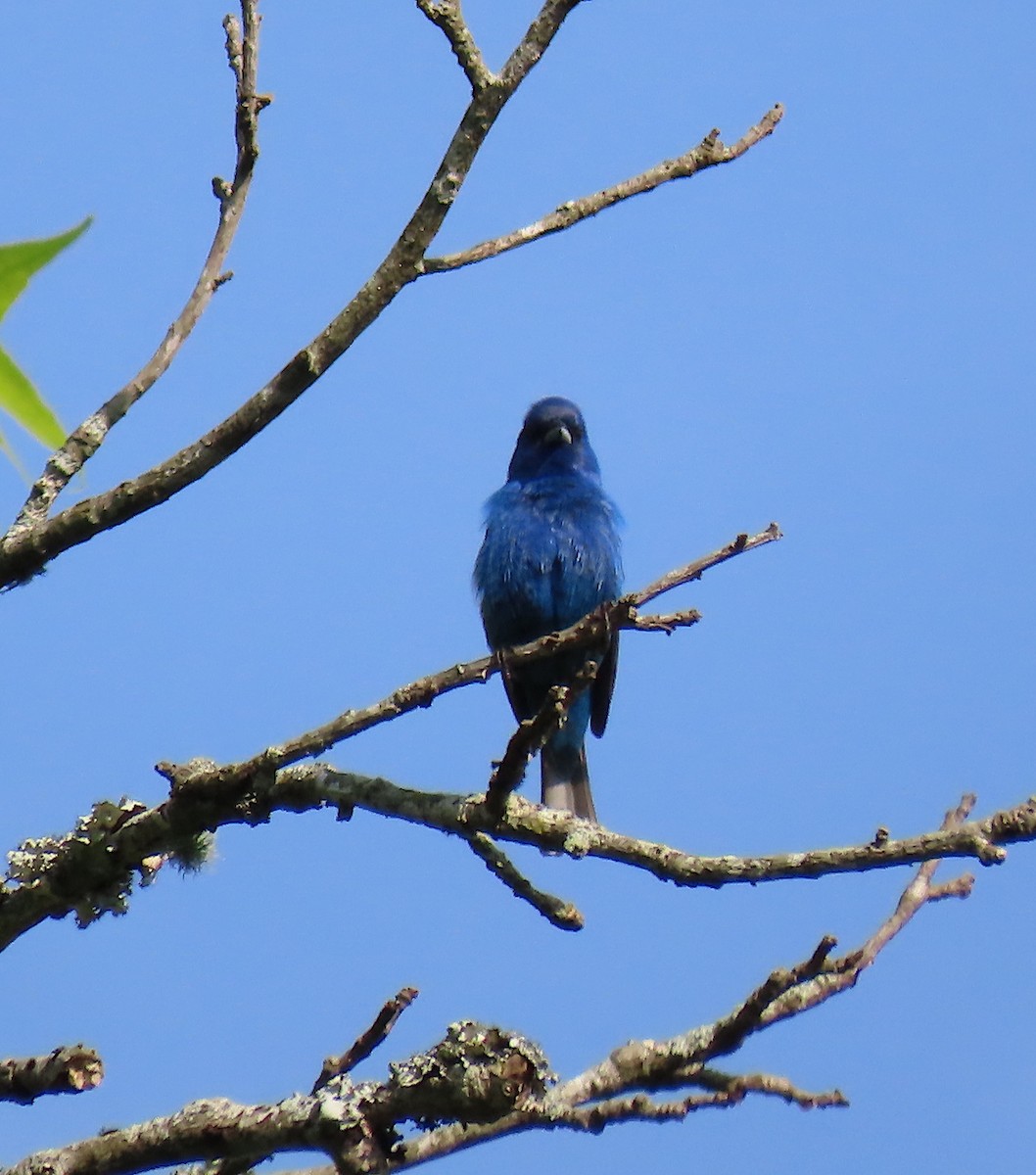 Indigo Bunting - ML157758971