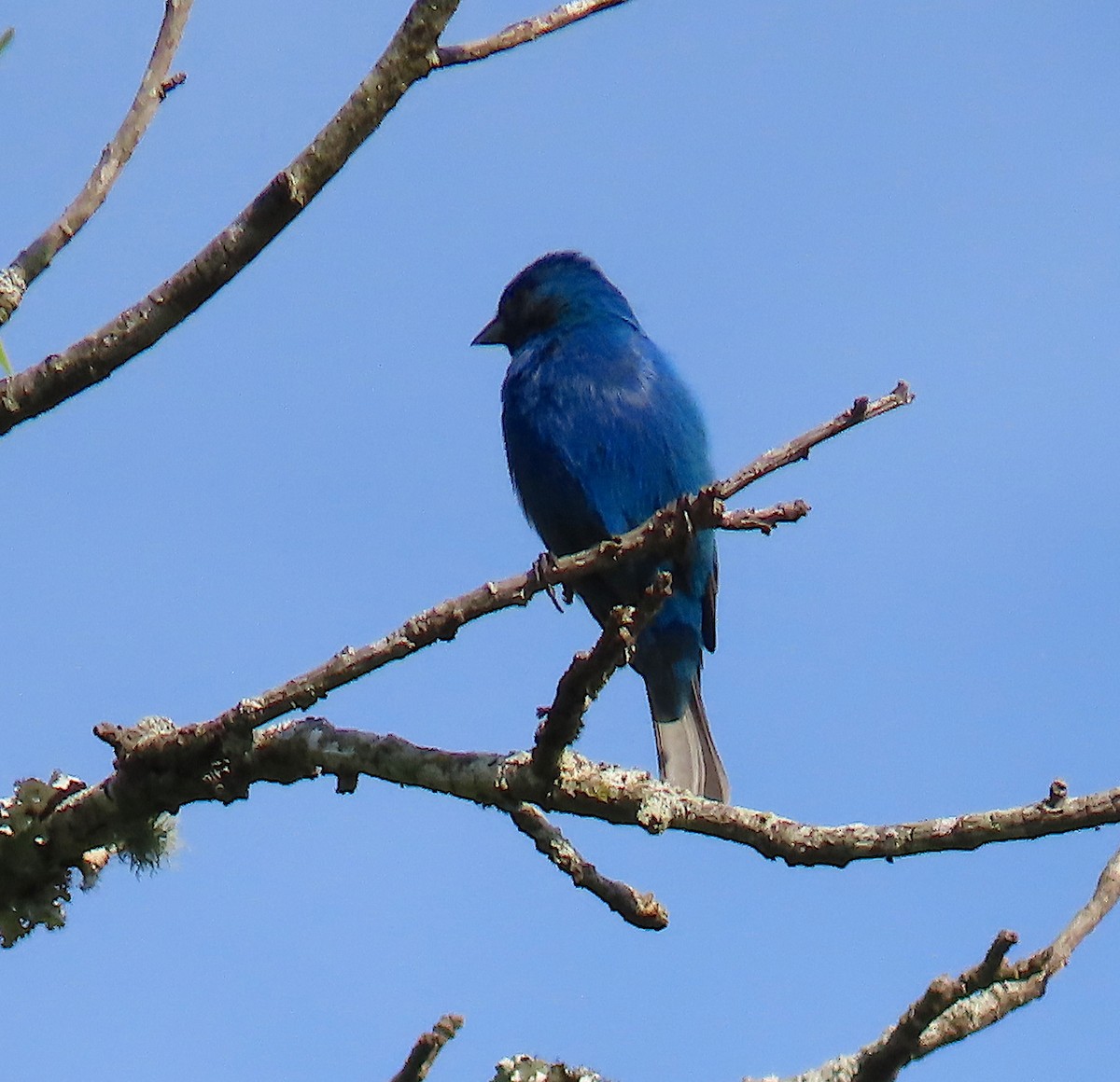 Indigo Bunting - ML157758991