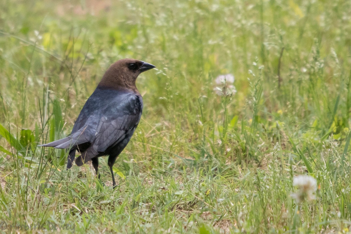 Brown-headed Cowbird - ML157759491