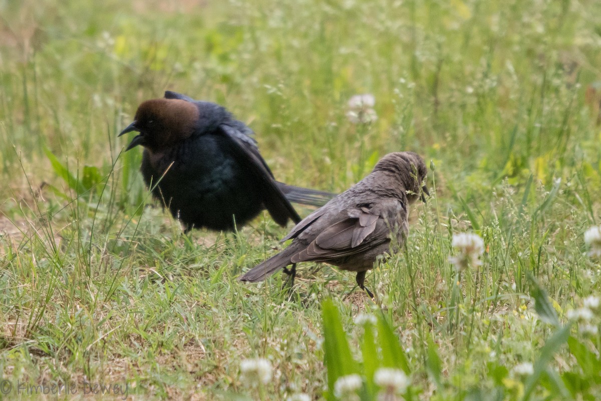 Brown-headed Cowbird - Kimberlie Dewey