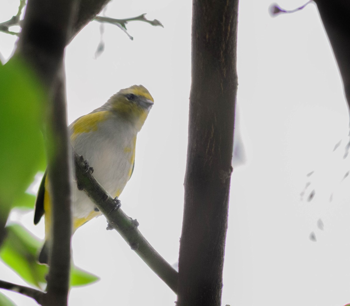 Purple-throated Euphonia - ML157761221