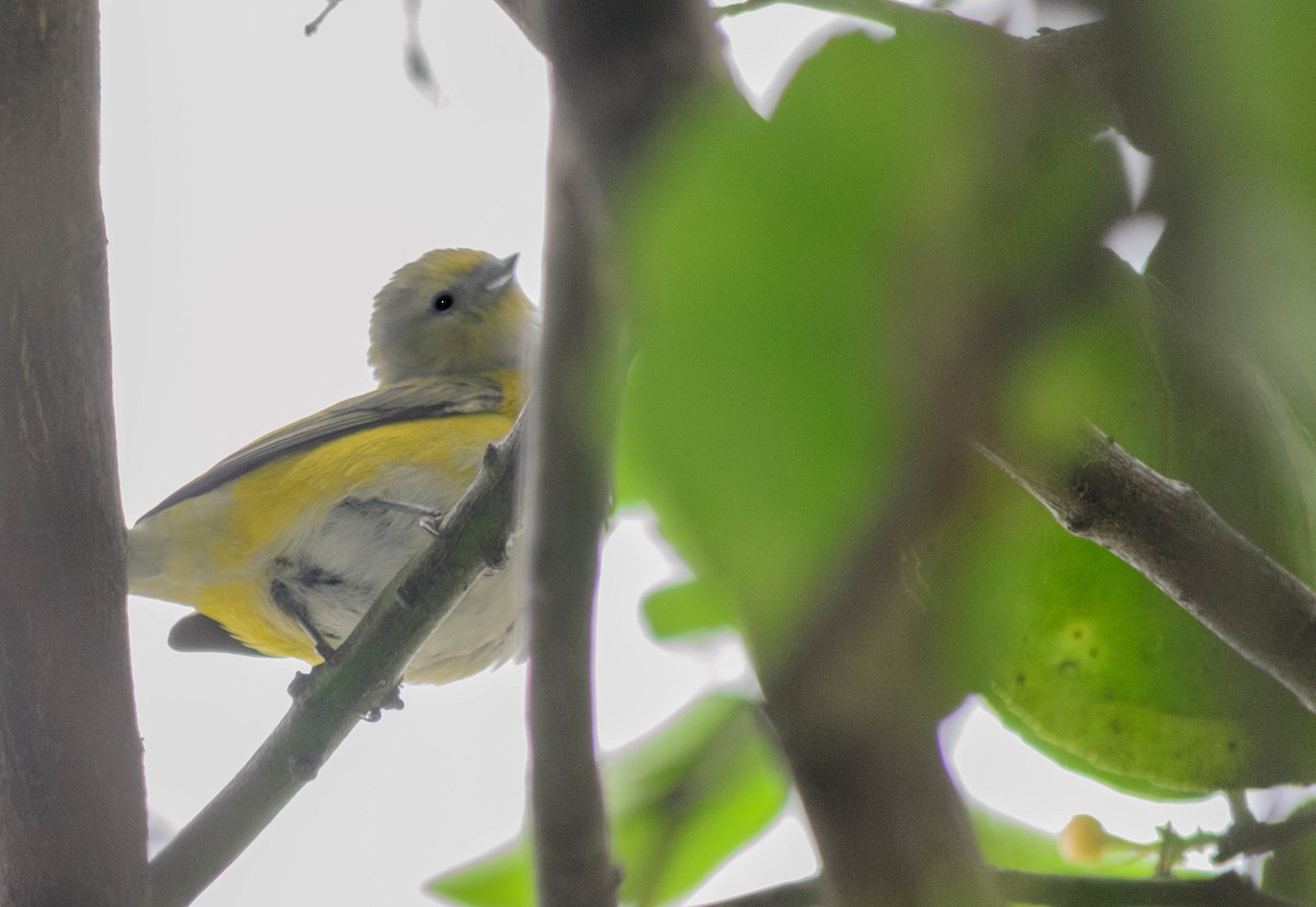 Purple-throated Euphonia - ML157761251