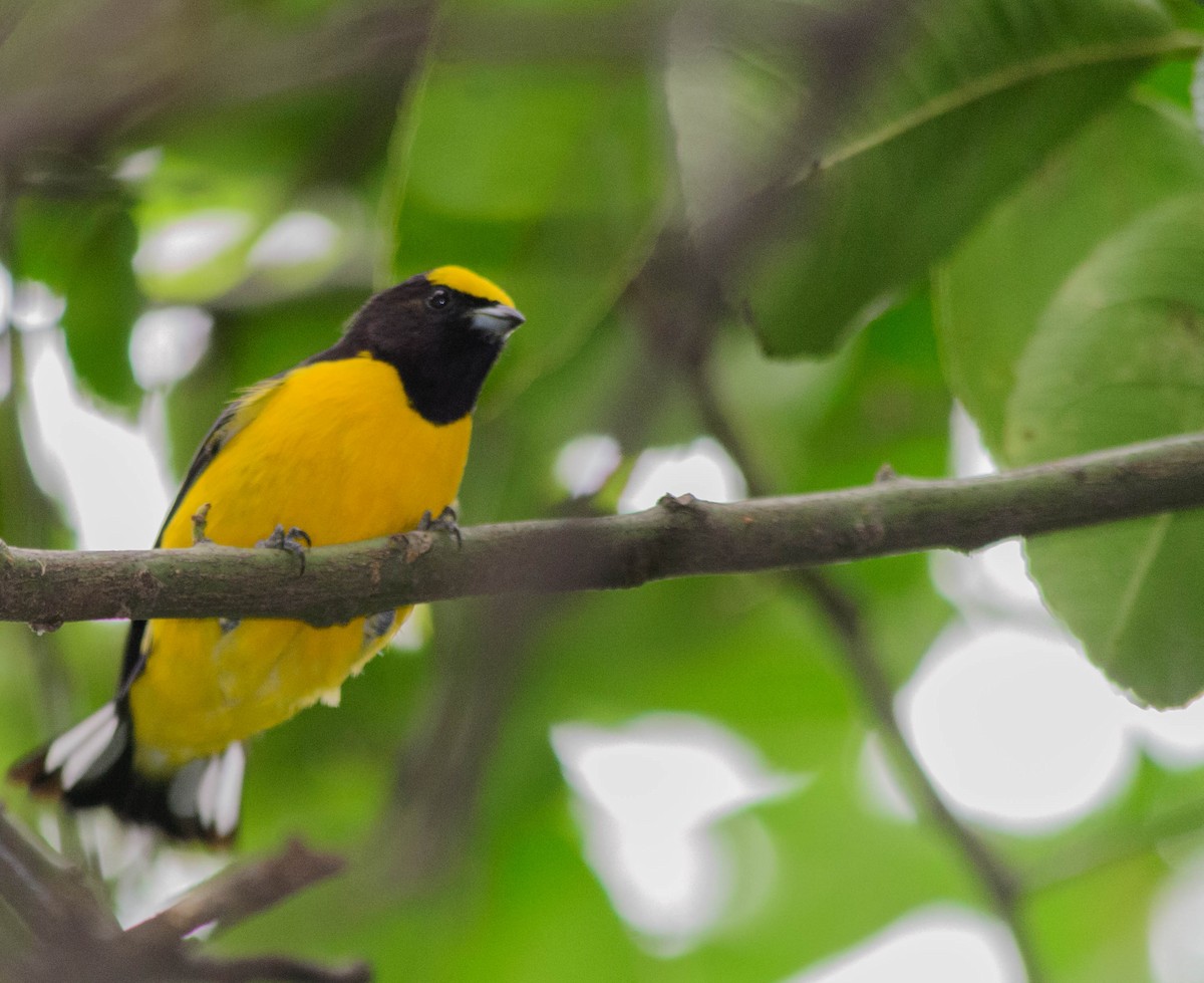 Purple-throated Euphonia - ML157761271
